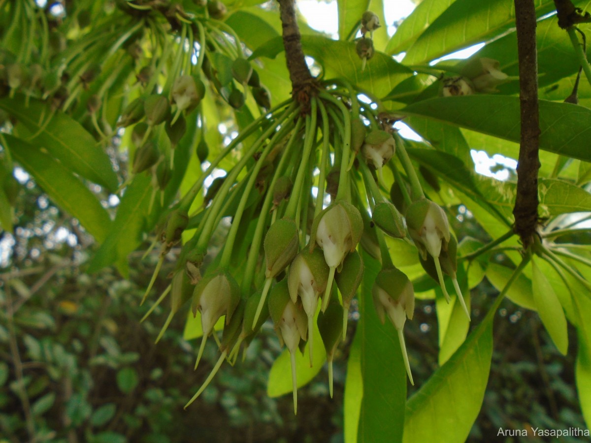 Madhuca longifolia (J.Koenig ex L.) J.F.Macbr.